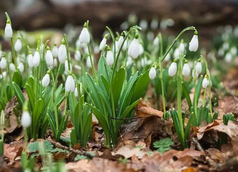 Snowdrops bloom in the spring among the fallen leaves Stock Photos