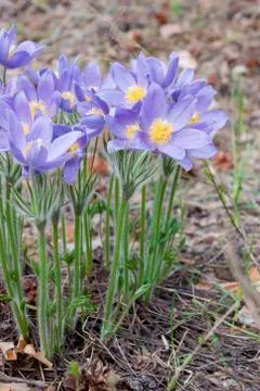 Snowdrops bloom in spring Stock Photos