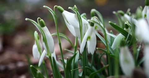 Snowdrops Blooming in Early Spring with Birdsong and Zoom Out Stock Footage 344014480