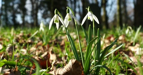 Snowdrops Blooming in Early Spring with Slow Zoom In Stock Footage 344210275