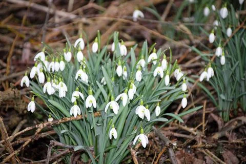 Snowdrops blooming in the spring air Foto stock