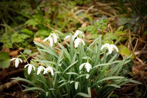 Snowdrops blooming in the spring air Stock Photos