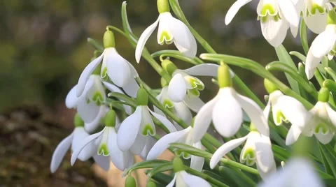 Snowdrops blooming in spring Stock Footage 1187788