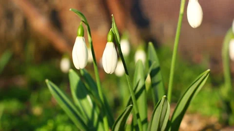 Snowdrops blooming in spring Stock Footage 37343099