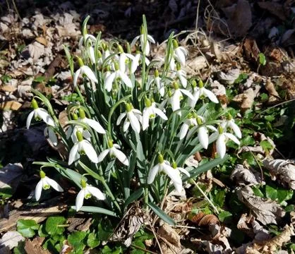Snowdrops blooming in spring 写真素材