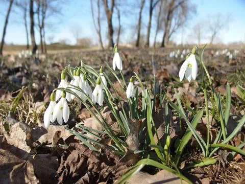 Snowdrops blooming in spring Stock Photos
