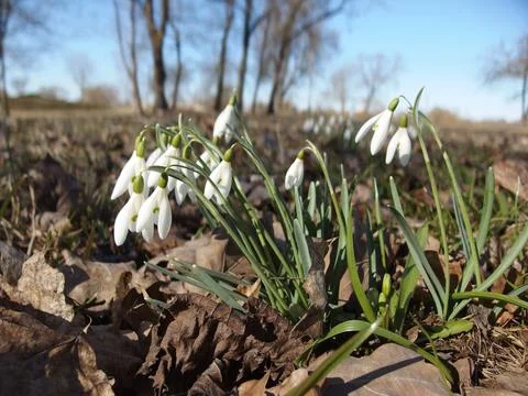Snowdrops blooming in spring Stock Photos