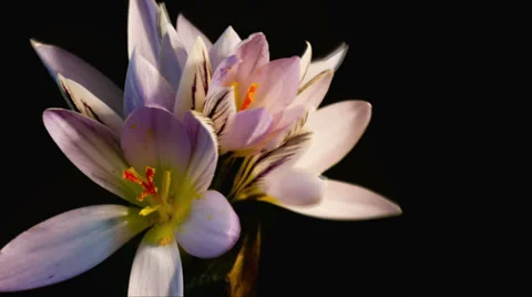 Snowdrops blossom. crocus 動画素材 36178640