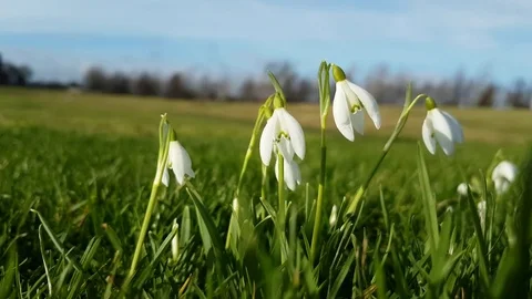 Snowdrops Blowing in the Wind 1 Vidéo 84988060