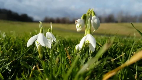 Snowdrops Blowing in the Wind 4 Vidéo 84996885