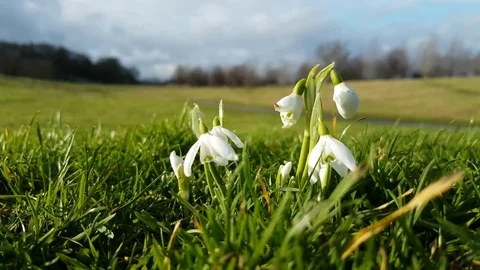 Snowdrops Blowing in the Wind 5 Vidéo 84997370