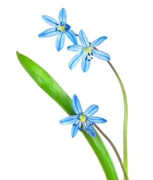 Snowdrops  blue Foto stock