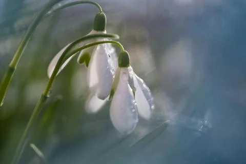 Snowdrops in blue Stock Photos