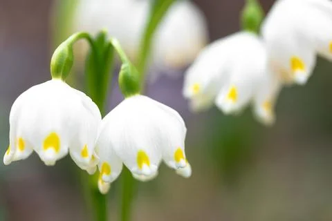 Snowdrops on a blurred background, macro shot. Stock Photos
