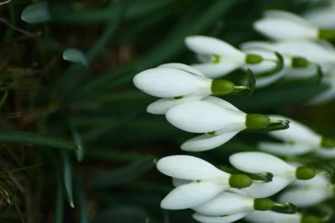 Snowdrops with blurred background Stock Photos