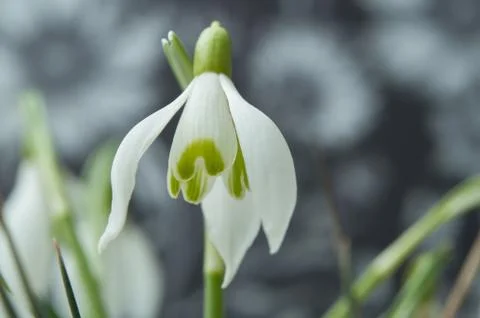 Snowdrops on blurred background Stock Photos