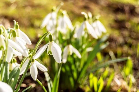 Snowdrops on a blurred background Stock Photos