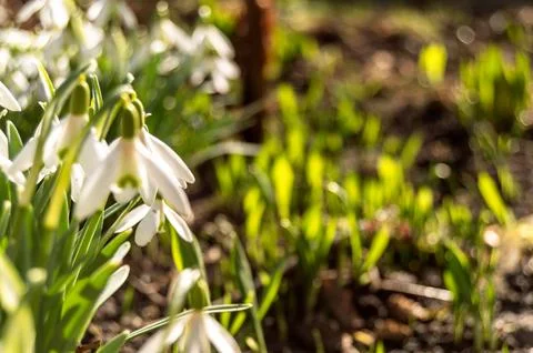 Snowdrops on a blurred background Stock Photos