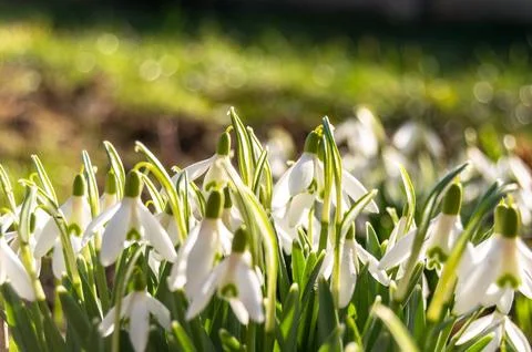Snowdrops on a blurred background Stock Photos