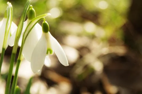 Snowdrops on a blurred background. Stock Photos