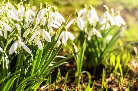 Snowdrops on a blurred background. Stock Photos