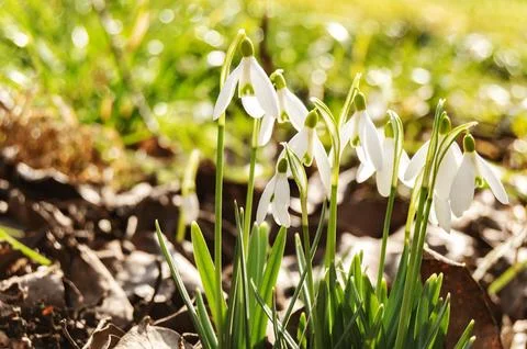 Snowdrops on a blurred background Stock Photos