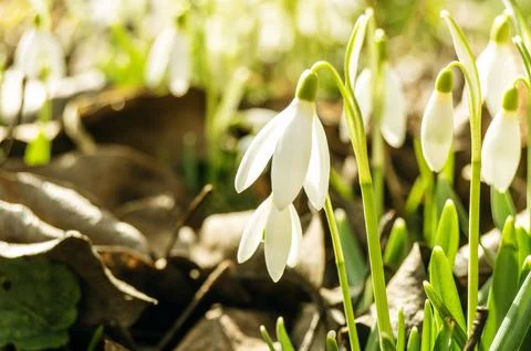 Snowdrops on a blurred background Stock Photos