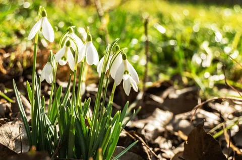 Snowdrops on a blurred background Stock Photos