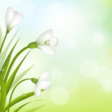 Snowdrops with bokeh Stock Illustration