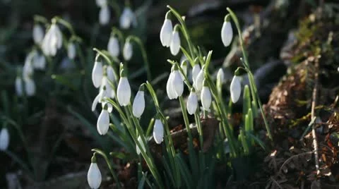 Snowdrops in the breeze Video stock 10775228
