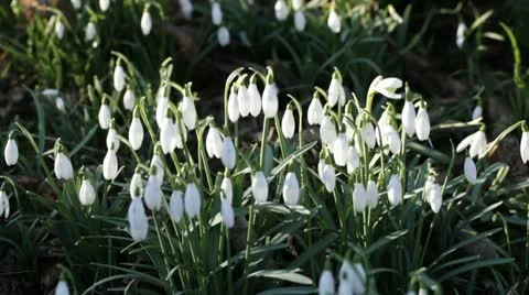 Snowdrops in the breeze Video stock 10775276