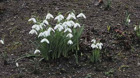 Snowdrops in the breeze Stock Footage 123742148