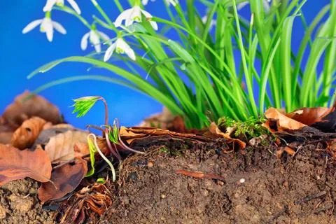 Snowdrops with bulb in soil Stock Photos