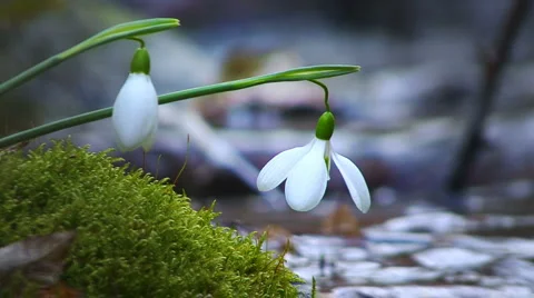 Snowdrops Close Up Stock Footage