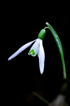 Snowdrops in close-up Stock Photos