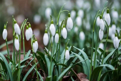 Snowdrops close up Stock Photos