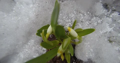 Snowdrops close-up in winter spring forest under snow falls top view Stock Footage 51267855