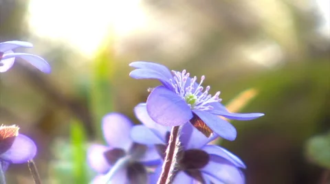 Snowdrops closeup 스톡 동영상 3074535