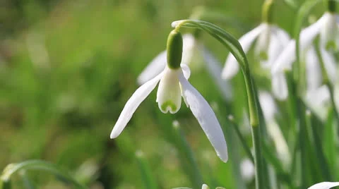 Snowdrops closeup Stock Footage 22516648