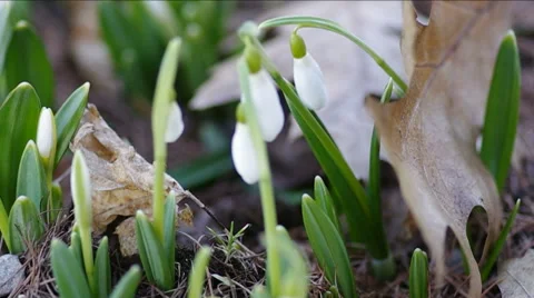 Snowdrops Closeup. Stock Footage 47927801