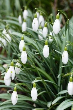 Snowdrops closeup Stock Photos