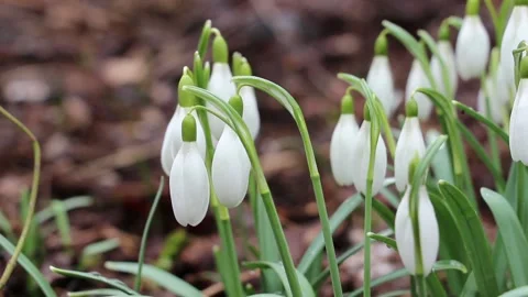 Snowdrops closeup in spring day. Gentle white snowdrops (Galanthus nivalis) Stock Footage 151730053