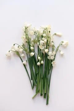 Snowdrops closeup on white background Stock Photos
