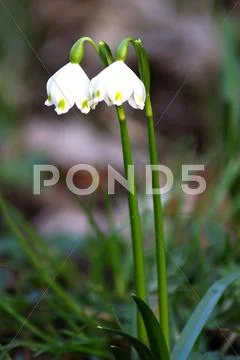 Snowdrops couple Stock Photos