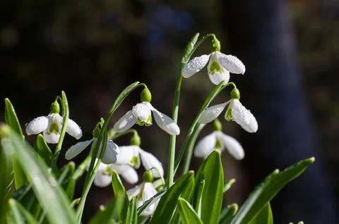 Snowdrops Covered in Dew in Early Spring 스톡 사진