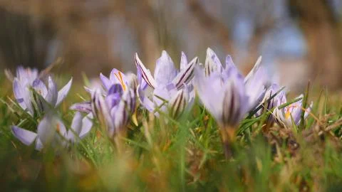 Snowdrops crocus fresh flower. Spring background Stock Photos