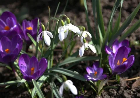 Snowdrops with crocuses. Stock Photos
