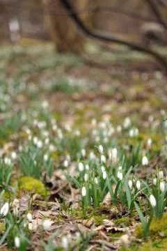 Snowdrops in deciduous forrest Stock Photos