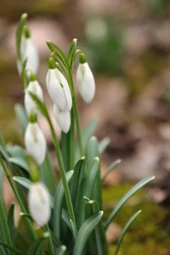 Snowdrops in deciduous forrest 스톡 사진