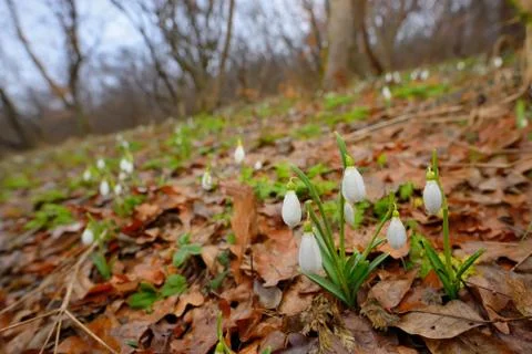 Snowdrops with dew drops Free Stock Photos